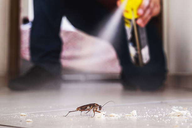 Best Affordable Pest Control Services  in St David, AZ