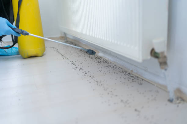 Best Termite Control Services  in St David, AZ