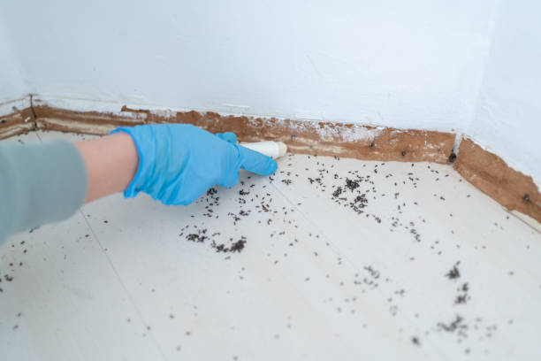 Best Cockroach Control Services  in St David, AZ